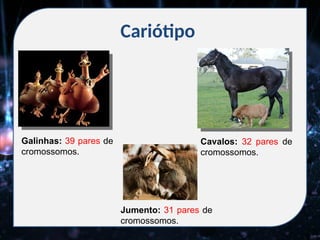Cariótipo
Galinhas: 39 pares de
cromossomos.
Cavalos: 32 pares de
cromossomos.
Jumento: 31 pares de
cromossomos.
 