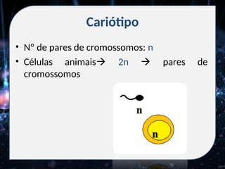 Cariótipo
• Nº de pares de cromossomos: n
• Células animais 2n  pares de
cromossomos
 