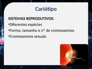 Cariótipo
SISTEMAS REPRODUTIVOS:
•Diferentes espécies
•Forma, tamanho e nº de cromossomos
•Cromossomos sexuais
 