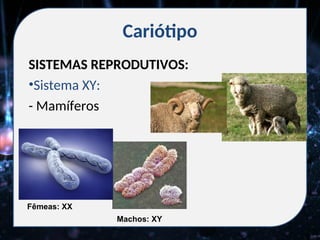 Cariótipo
SISTEMAS REPRODUTIVOS:
•Sistema XY:
- Mamíferos
Fêmeas: XX
Machos: XY
 