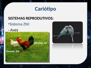 Cariótipo
SISTEMAS REPRODUTIVOS:
•Sistema ZW:
- Aves
Machos: ZZ
Fêmeas: ZW
 