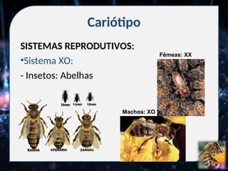 Cariótipo
SISTEMAS REPRODUTIVOS:
•Sistema XO:
- Insetos: Abelhas
Fêmeas: XX
Machos: XO
 