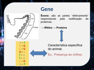 → RNAm → Proteína
Gene
A – T
C – G
C – G
G – C
T – A
T – A
C – G
A – T
Característica específica
do animal.
Ex.: Presença de chifres.
Éxons: são as partes “efetivamente”
responsáveis pela codificação de
proteínas.
 