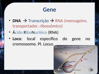 Gene
• DNA  Transcrição  RNA (mensageiro,
transportador, ribossômico)
• Ácido RiboNucléico (RNA)
• Loco: local específico do gene no
cromossomo. Pl. Locus.
 