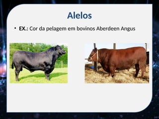 Alelos
• EX.: Cor da pelagem em bovinos Aberdeen Angus
 