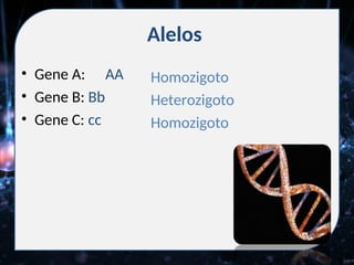 Alelos
• Gene A: AA
• Gene B: Bb
• Gene C: cc
Homozigoto
Heterozigoto
Homozigoto
 