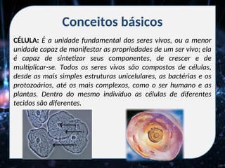 Conceitos básicos
CÉLULA: É a unidade fundamental dos seres vivos, ou a menor
unidade capaz de manifestar as propriedades de um ser vivo; ela
é capaz de sintetizar seus componentes, de crescer e de
multiplicar-se. Todos os seres vivos são compostos de células,
desde as mais simples estruturas unicelulares, as bactérias e os
protozoários, até os mais complexos, como o ser humano e as
plantas. Dentro do mesmo indivíduo as células de diferentes
tecidos são diferentes.
 