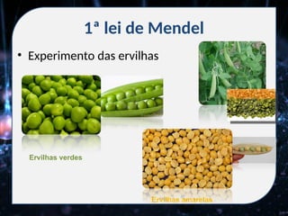 1ª lei de Mendel
• Experimento das ervilhas
Ervilhas verdes
Ervilhas amarelas
 