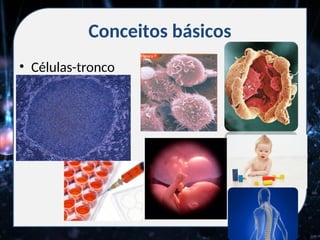 Conceitos básicos
• Células-tronco
 