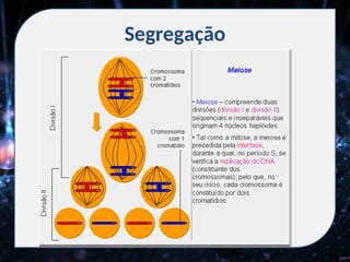 Segregação
 