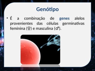 Genótipo
• É a combinação de genes alelos
provenientes das células germinativas
feminina ( ) e masculina ( ).
♀ ♂
 