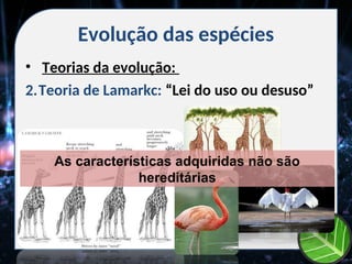Evolução das espécies
• Teorias da evolução:
2.Teoria de Lamarkc: “Lei do uso ou desuso”
As características adquiridas não são
hereditárias
 