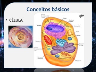 Conceitos básicos
• CÉLULA
 