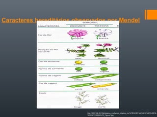 Caracteres hereditários observados por Mendel




                           http://200.198.28.154/sistema_crv/banco_objetos_crv/%7BC43FF3AC-6E37-4873-B3FA-
                           183C6FE15B3A%7D_Figura1.jpg
 