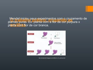 Mendel iniciou seus experimentos com o cruzamento de
  O trabalho prático: cruzando as
plantas puras. Ex: planta com a flor de cor púrpura x
  ervilhas
planta com flor de cor branca.




                    http://einsteins43.blogspot.com/2009_01_01_archive.html
 