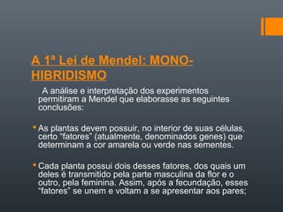 A 1ª Lei de Mendel: MONO-
HIBRIDISMO
  A análise e interpretação dos experimentos
 permitiram a Mendel que elaborasse as seguintes
 conclusões:

 As plantas devem possuir, no interior de suas células,
  certo “fatores” (atualmente, denominados genes) que
  determinam a cor amarela ou verde nas sementes.

 Cada planta possui dois desses fatores, dos quais um
  deles é transmitido pela parte masculina da flor e o
  outro, pela feminina. Assim, após a fecundação, esses
  “fatores” se unem e voltam a se apresentar aos pares;
 