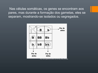 Nas células somáticas, os genes se encontram aos
pares, mas durante a formação dos gametas, eles se
separam, mostrando-se isolados ou segregados.




                    http://www.agostinhomonteiro.com.br/nws_dicas_030.php
 