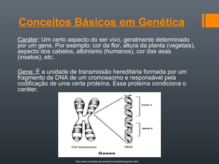 Conceitos Básicos em Genética
Caráter: Um certo aspecto do ser vivo, geralmente determinado
por um gene. Por exemplo: cor da flor, altura da planta (vegetais),
aspecto dos cabelos, albinismo (humanos), cor das asas
(insetos), etc.

Gene: É a unidade de transmissão hereditária formada por um
fragmento de DNA de um cromossomo e responsável pela
codificação de uma certa proteína. Essa proteína condiciona o
caráter.




                     http://www.montana.edu/wwwai/imsd/diabetes/genes.html
 