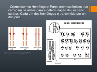Cromossomos Homólogos: Pares cromossômicos que
        carregam os alelos para a determinação de um certo
        caráter. Cada um dos homólogos é transmitido por um
        dos pais.




http://www.virtual.epm.br/cursos/genetica/htm/defini.htm




                                                           http://www.biologica.hpg.ig.com.br/gen_conceitos.htm
 