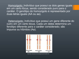 Homozigoto: Indivíduo que possui os dois genes iguais
em um certo lócus, sendo considerado puro para o
caráter. O genótipo do homozigoto é representado por
duas letras iguais (AA ou aa).

 Heterozigoto: Indivíduo que possui um gene diferente do
outro em um certo lócus. Cada um deles determina um
fenótipo diferente para o caráter considerado; são
impuros ou híbridos (Aa).




                 http://www.virtual.epm.br/cursos/genetica/htm/defini.htm
 