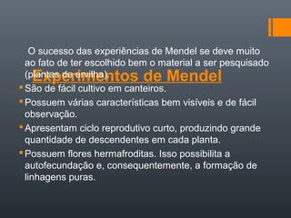 O sucesso das experiências de Mendel se deve muito
  ao fato de ter escolhido bem o material a ser pesquisado
   Experimen...