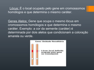 Lócus: É o local ocupado pelo gene em cromossomos
homólogos e que determina o mesmo caráter.

Genes Alelos: Gene que ocupa...