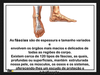 As fáscias são de espessura e tamanho variados
                        e
envolvem os órgãos mais macios e delicados de
           todas as regiões do corpo.
 Existem cerca de 120 tipos de fáscias, as quais,
 profundas ou superficiais, mantém estruturada
nossa pele, os músculos, os ossos e os sistemas,
    oferecendo-lhes um escudo de proteção e
                  lubrificação.
 