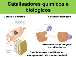 Catalisadores químicos e
biológicos
Catálise química

Catálise biológica

Proteínas com funções
catalisadoras.
Catalisadores metálicos no
escapamento de um automóvel.

 