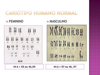 44 A + XX ou 46,XX 44 A + XY ou 46, XY
 FEMININO  MASCULINO
 