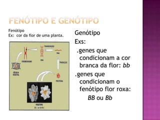 Genótipo
Exs:
.genes que
condicionam a cor
branca da flor: bb
.genes que
condicionam o
fenótipo flor roxa:
BB ou Bb
Fenótipo
Ex: cor da flor de uma planta.
 