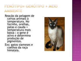 Reação da pelagem de
certos animais à
temperatura. No
focinho, orelhas,
patas e cauda =
temperatura mais
baixa : o gene é
ativo e determina
produção de
pigmentos.
Exs: gatos siameses e
coelhos da raça
himalaia.
 
