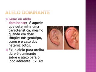  Gene ou alelo
dominante: é aquele
que determina uma
característica, mesmo
quando em dose
simples nos genótipo,
como é o caso dos
heterozigotos.
 Ex: o alelo para orelha
livre é dominante
sobre o alelo para o
lobo aderente. Ex: Aa
 
