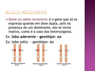  Gene ou alelo recessivo: é o gene que só se
expressa quando em dose dupla, pois na
presença de um dominante, ele se torna
inativo, como é o caso dos heterozigotos.
Ex: lobo aderente – genótipo: aa
Ex: lobo solto - genótipo: Aa
 