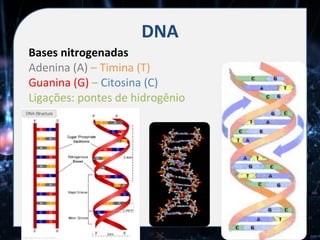 DNA
Bases nitrogenadas
Adenina (A) – Timina (T)
Guanina (G) – Citosina (C)
Ligações: pontes de hidrogênio
 