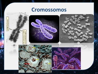 Cromossomos
 