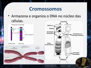 Cromossomos
• Armazena e organiza o DNA no núcleo das
  células.
 