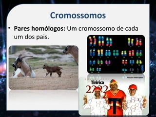 Cromossomos
• Pares homólogos: Um cromossomo de cada
  um dos pais.
 