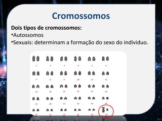 Cromossomos
Dois tipos de cromossomos:
•Autossomos
•Sexuais: determinam a formação do sexo do individuo.
 