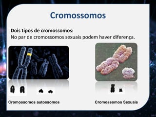 Cromossomos
 Dois tipos de cromossomos:
 No par de cromossomos sexuais podem haver diferença.




Cromossomos autossomos              Cromossomos Sexuais
 