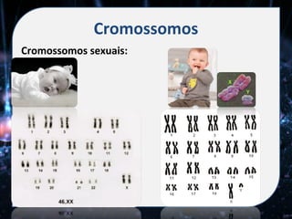 Cromossomos
Cromossomos sexuais:
 