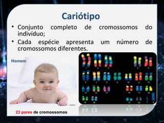 Cariótipo
• Conjunto completo de cromossomos do
  indivíduo;
• Cada espécie apresenta um número de
  cromossomos diferentes.
Homem




 23 pares de cromossomos
 