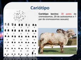 Cariótipo
   Cariótipo bovino: 30 pares de
   cromossomos, 29 de autossomos e 1
   par de cromossomos sexuais)
 