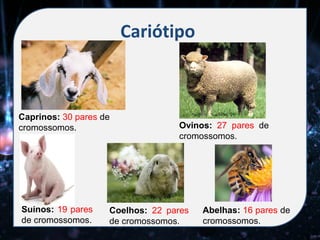Cariótipo



Caprinos: 30 pares de
cromossomos.                      Ovinos: 27 pares de
                                  cromossomos.




Suínos: 19 pares    Coelhos: 22 pares   Abelhas: 16 pares de
de cromossomos.     de cromossomos.     cromossomos.
 
