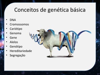 Conceitos de genética básica
•   DNA
•   Cromossomos
•   Cariótipo
•   Genoma
•   Gene
•   Alelos
•   Genótipo
•   Hereditariedade
•   Segregação
 