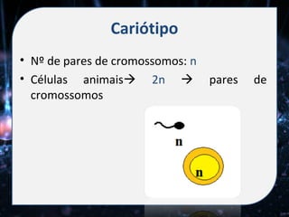 Cariótipo
• Nº de pares de cromossomos: n
• Células animais 2n  pares     de
  cromossomos
 