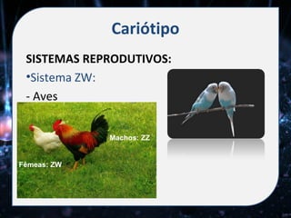 Cariótipo
 SISTEMAS REPRODUTIVOS:
 •Sistema ZW:
 - Aves


             Machos: ZZ


Fêmeas: ZW
 