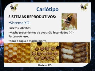 Cariótipo
SISTEMAS REPRODUTIVOS:
•Sistema XO:
-Insetos: Abelhas
•Macho provenientes de ovos não fecundados (n) -
Partenogênese;
•Após a copla o macho morre.




                     Machos: XO
 