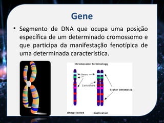 Gene
• Segmento de DNA que ocupa uma posição
  específica de um determinado cromossomo e
  que participa da manifestação fenotípica de
  uma determinada característica.
 
