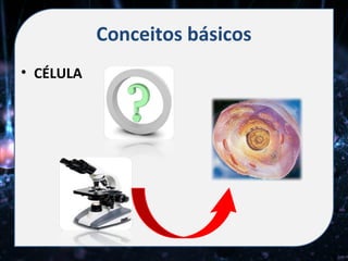 Conceitos básicos
• CÉLULA
 