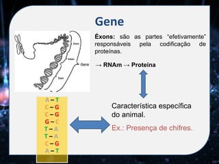 Gene
      Éxons: são as partes “efetivamente”
      responsáveis pela codificação de
      proteínas.

      → RNAm → Proteína




A–T
C–G        Característica específica
C–G        do animal.
G–C
T–A        Ex.: Presença de chifres.
T–A
C–G
A–T
 